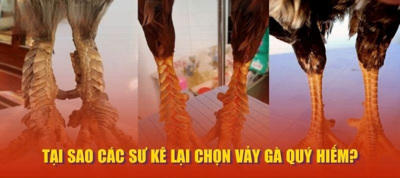Tại sao các sư kê lại chọn vảy gà quý hiếm?