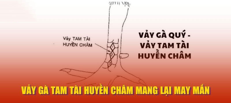 Vảy Gà Tam Tài huyền châm mang lại may mắn