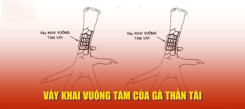 Vảy khai vuông tám của gà thần tài