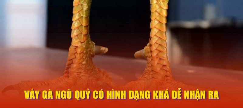 Vảy Gà Ngũ Quỷ có hình dạng khá dễ nhận ra