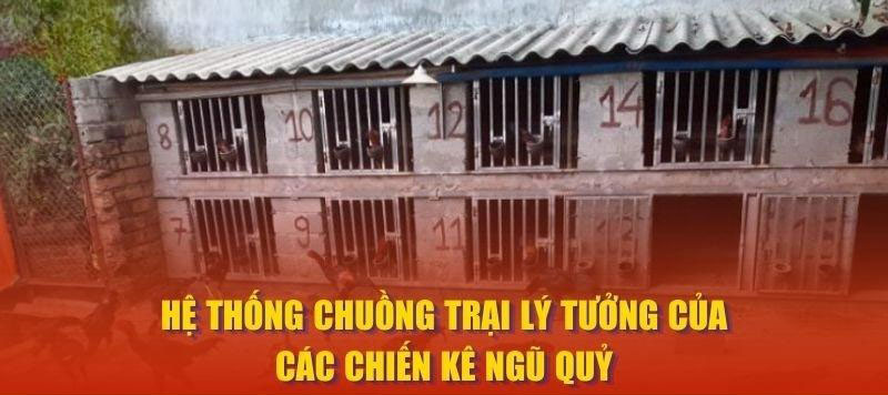 Hệ thống chuồng trại lý tưởng của các chiến kê Ngũ Quỷ