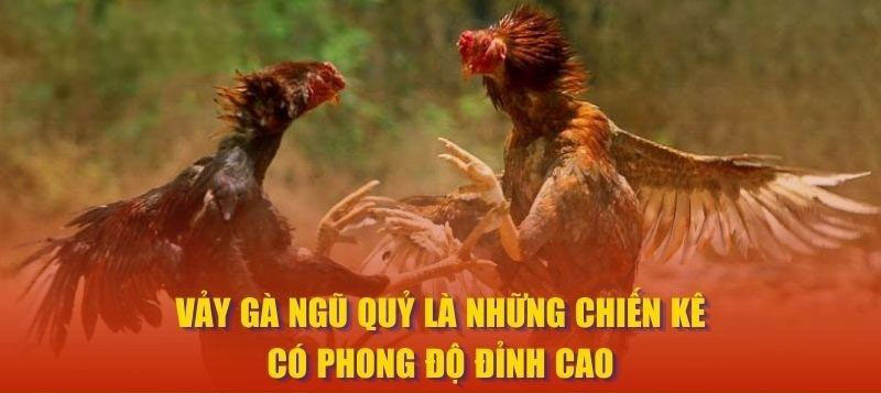 Vảy Gà Ngũ Quỷ là những chiến kê có phong độ đỉnh cao